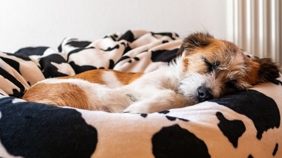 dog sleeping on bean bag