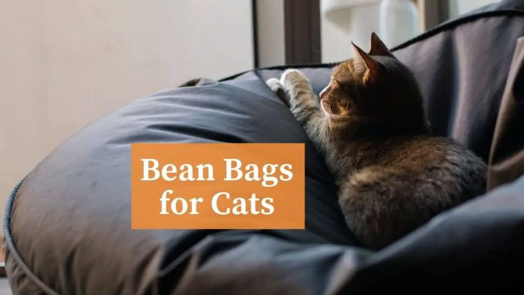 bean bags for cats