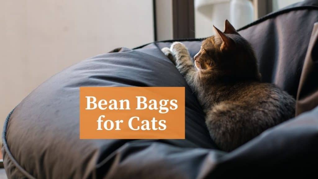 bean bags for cats