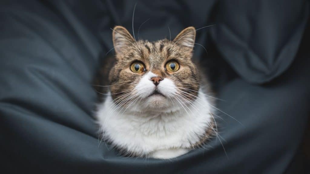 cat on bean bag