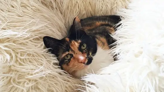 cat on bean bag
