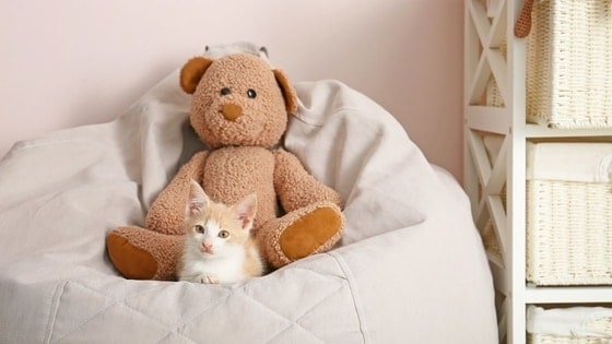 cat with bean bag