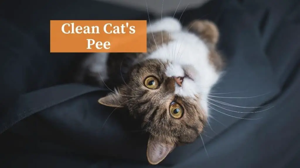 clean cat pee bean bag
