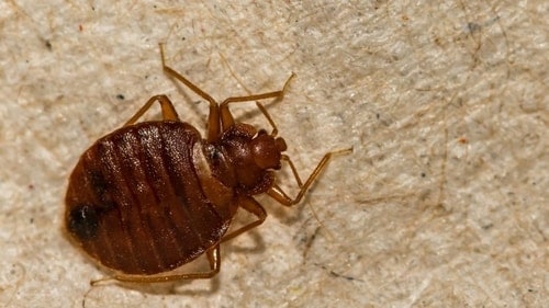 bed bug
