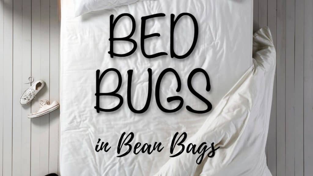 bed bugs in bean bags