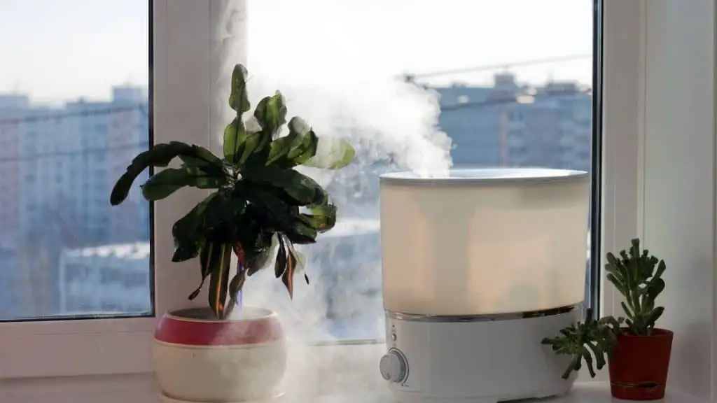 humidifier and houseplant