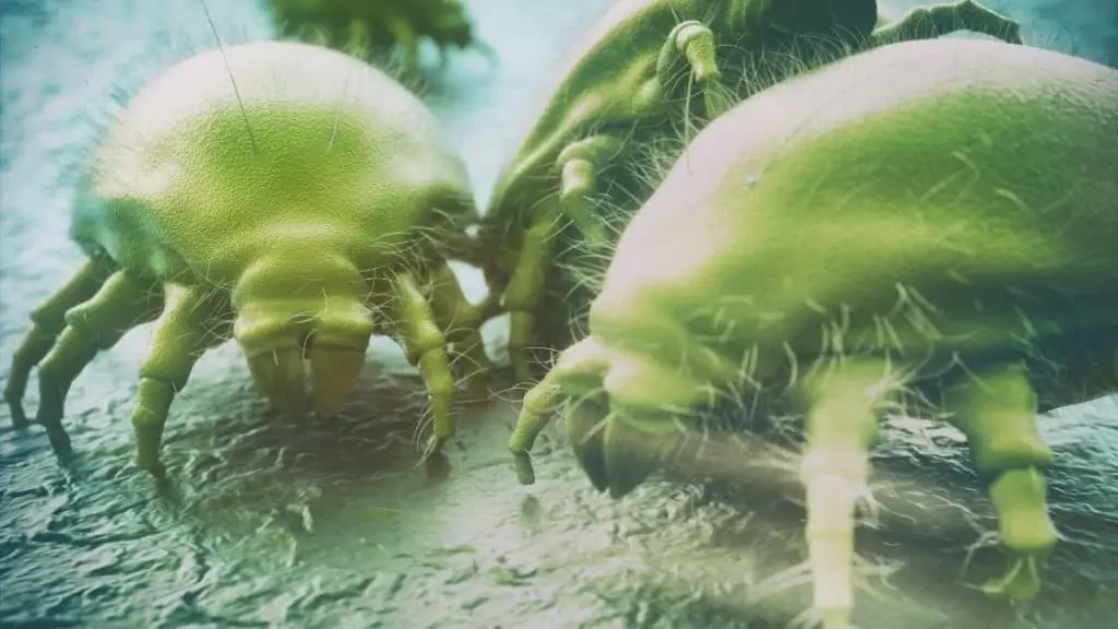 dust mites