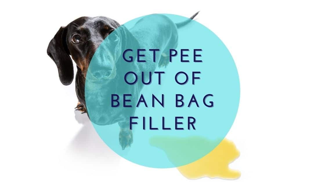 Get Pee And Pee Smell Out Of Bean Bag Bean Bags Expert