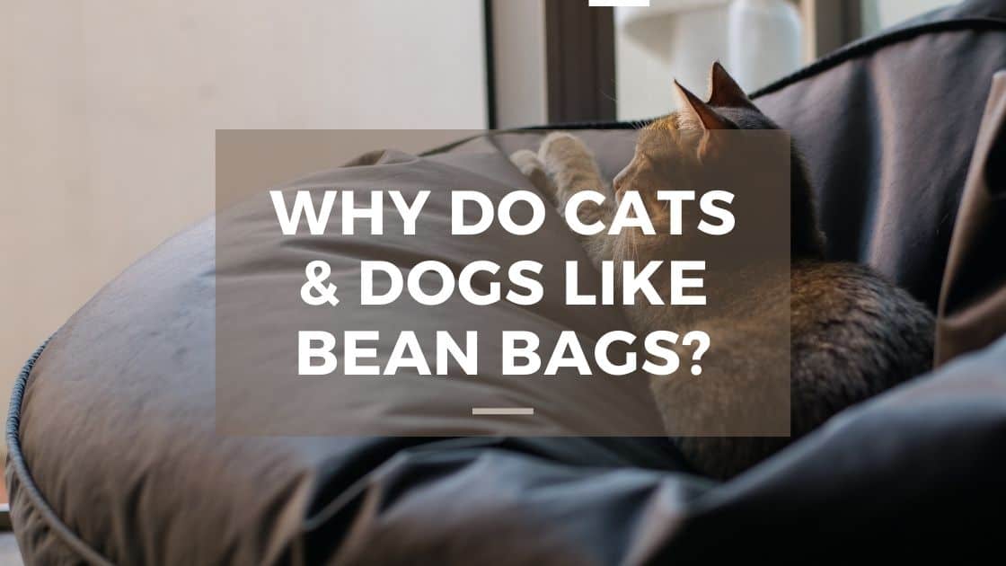 cats and dogs like bean bags