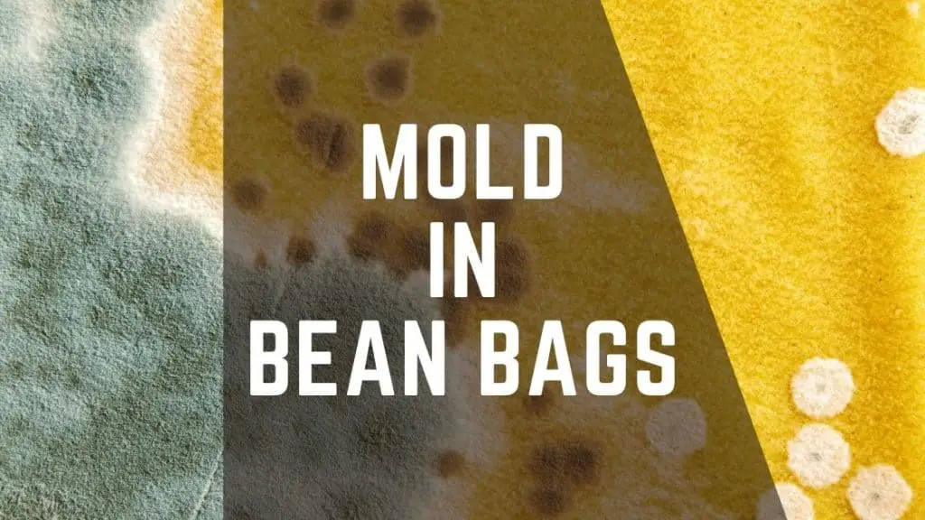 mold in bean bags