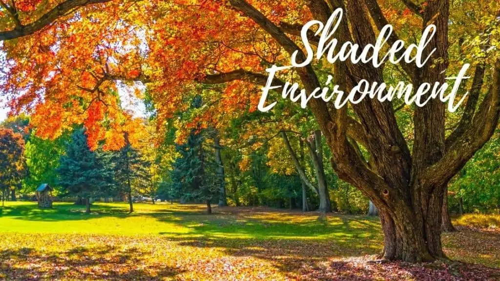 Shaded Environment