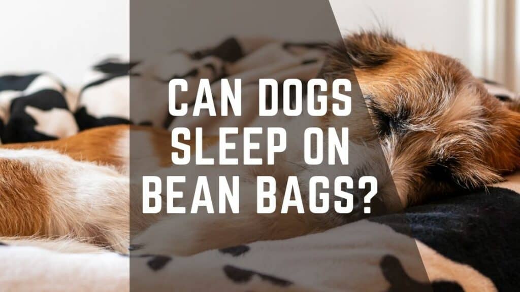 Can Dogs Sleep On Bean Bags