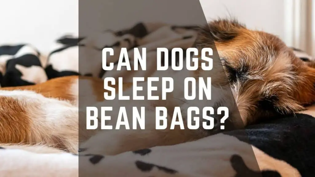 Can Dogs Sleep On Bean Bags