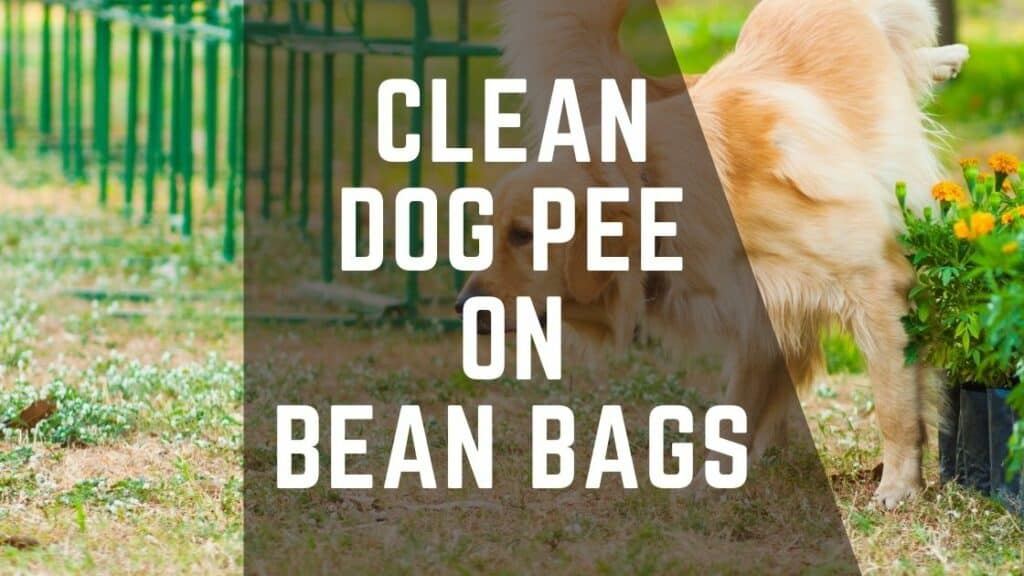 clean dog pee on bean bags