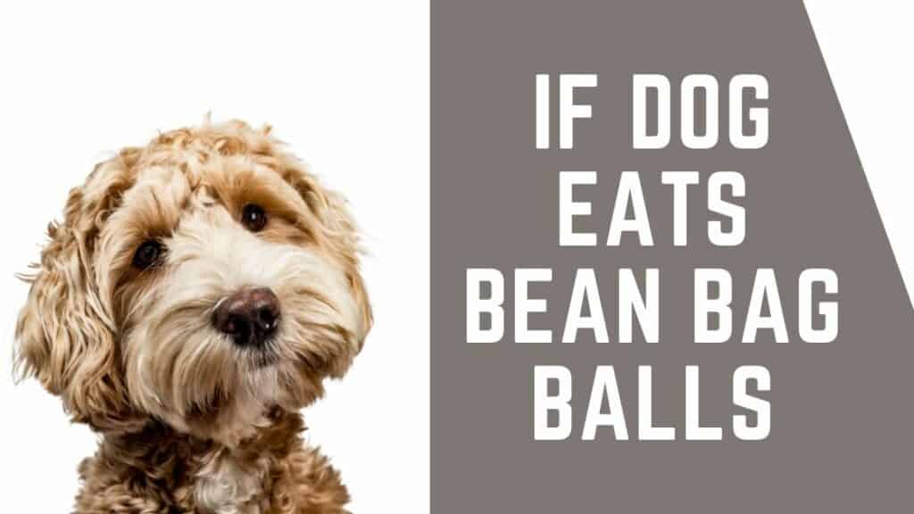 dog eats bean bag balls