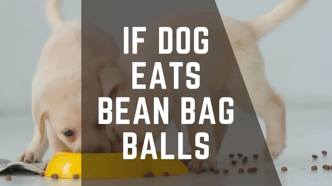 if dog eats bean bag balls
